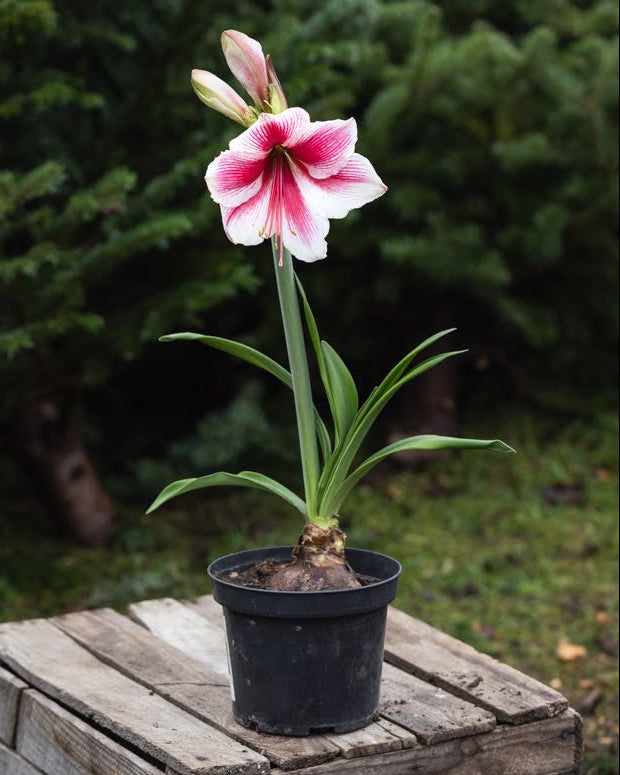 Amaryllis Pink Beauty med åpne blomster og markert kontrast mellom hvite kronblader og en dyprosa stjerne.
