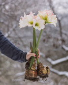 Amaryllis Picotée med store, rent hvite blomster og en tynn, rød kant rundt kronbladene.