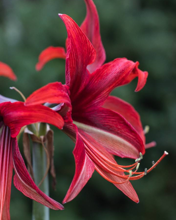 Spideramaryllis Quito med bakoverbøyde kronblader, bringebærrøde øverst og lysere nederst med innslag av hvitt og grønt.