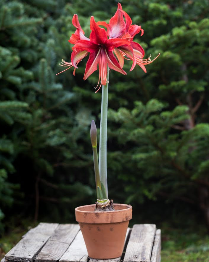 Amaryllis Quito med smale, bringebærrøde kronblader og hvite og lysegrønne tegninger.