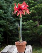 Amaryllis Quito med smale, bringebærrøde kronblader og hvite og lysegrønne tegninger.