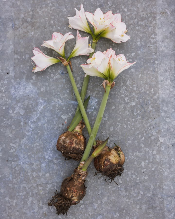 Amaryllis Picotée med avrundede, hvite kronblader innrammet av en fin rød kant.