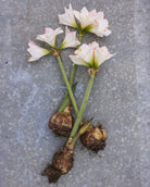 Amaryllis Picotée med avrundede, hvite kronblader innrammet av en fin rød kant.