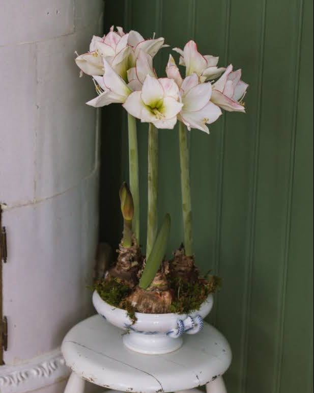 Amaryllis Picotée med store, avrundede blomster i hvitt og en smal rød linje langs kronbladenes kanter.