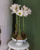 Amaryllis Picotée med store, avrundede blomster i hvitt og en smal rød linje langs kronbladenes kanter.