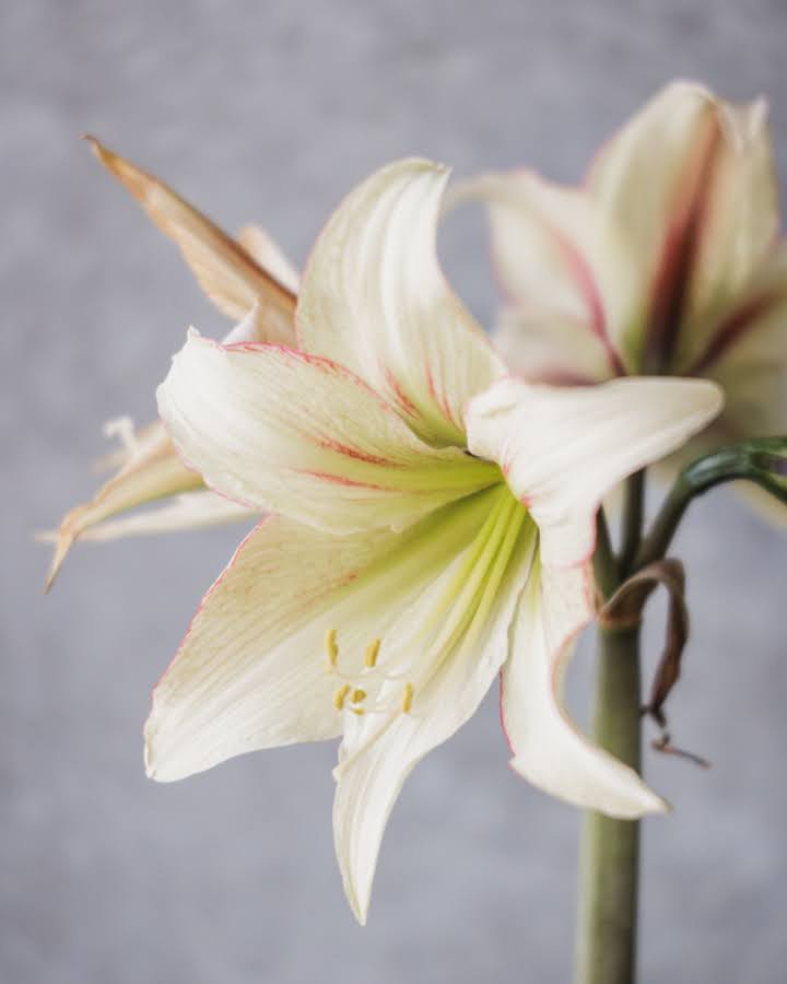 Amaryllis Green Magic med elfenbenshvite kronblader og grønne nyanser som blir dypere inn mot blomstens svelg.