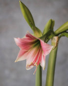 Amaryllis Misty med rosatonede øvre kronblader, lysere nedre kronblader og dypere rosa inn mot svelget.