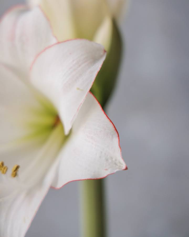 Amaryllis Picotée med enkle, hvite blomster og en tydelig kontrast mellom den lyse flaten og den røde ytterkanten.