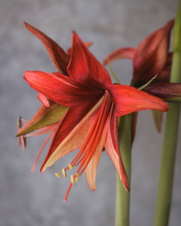 Amaryllis Bogota med røde og rosa kronblader og kremhvite innslag, særlig på de nederste kronbladene.