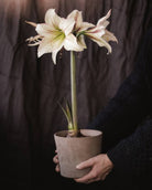 Amaryllis Green Magic med store, elfenbenshvite blomster og et grønt svelg.