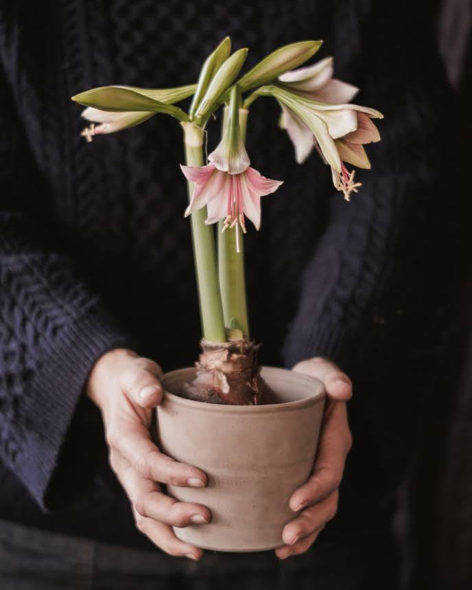 Amaryllis Misty med trompetformede blomster, lys bunnfarge og fine støvrosa linjer og striper.