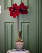 Amaryllis Mandela med mørkerøde kronblader i bordeaux og et svakt lilla skjær.