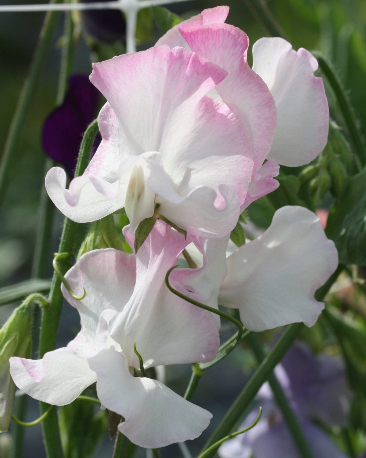 Erteblomst Anniversary med hvite blomster og kjølig rosa kanter