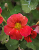 Blomkarse Jewel Cherry Rose med kirsebærrosa blomster i hagen, fotografert av Veronika Moen