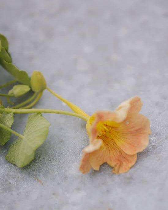 Blomkarse Tip Top Pink Blush med myke rosa blomster og blågrønne blader