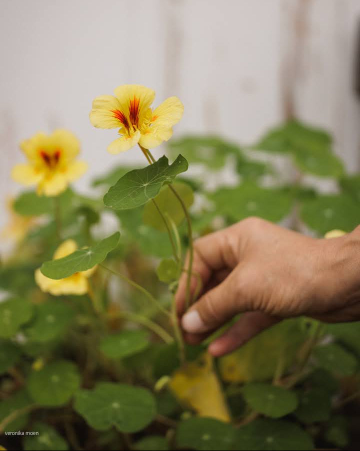 Nærbilde av Blomkarse Peach Melba sine pastellfargede blomster og mørkegrønne blad