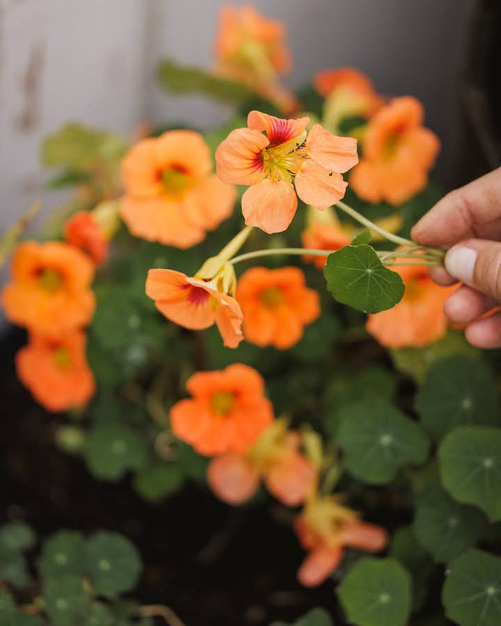 Blomkarse Vesuvius med korall-aprikose blomster i hagen, fotografert av Veronika Moen