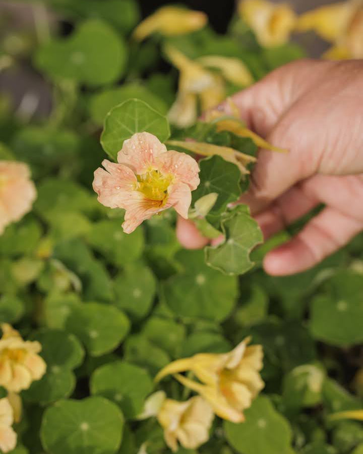Blomkarse Tip Top Pink Blush plante med runde skjoldformede blader og lyse rosa blomster