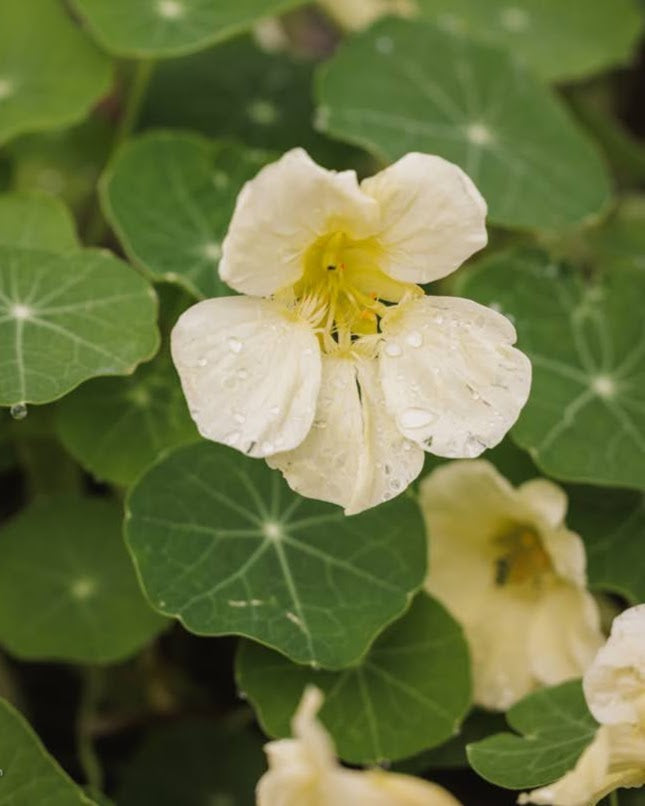Nærbilde av Blomkarse Milkmaid sine hvite blomster og mørkegrønne blad