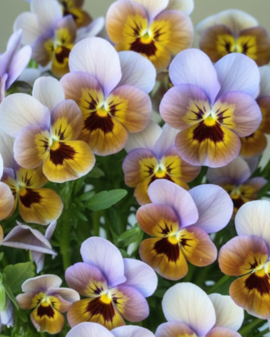 Fiol Caramel Bronze Lilac - kompakt ettårig blomst 15-20 cm høy
