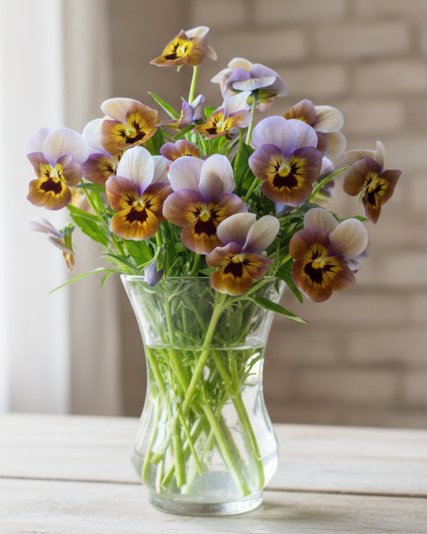 Fiol Caramel Bronze Lilac i hagen - spiselig fiol perfekt i potter