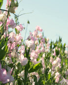Erteblomst Mollie Rilstone med varme rosa blomster i antikt utseende