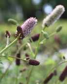 Alaskablodtopp plante med blomsterstilker og grønt bladverk