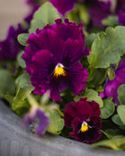 Fiol Frizzle Sizzle Burgundy - krøllete burgunderfargede blomster med unik tekstur