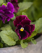 Fiol Frizzle Sizzle Burgundy i hagen - kompakt ettårig 15-20 cm høy