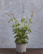 Anisisop Rose Mint i full blomstring med kolibrier og sommerfugler