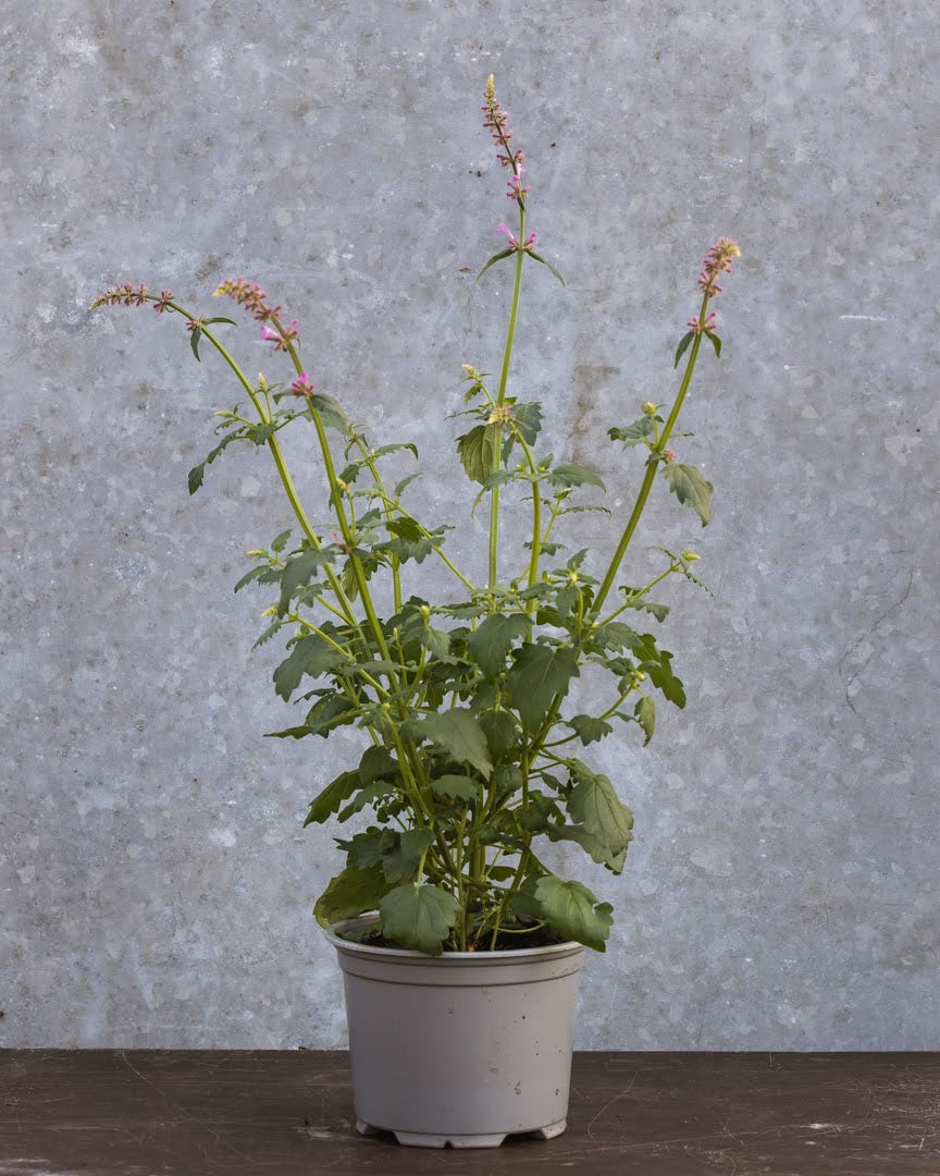 Anisisop Rose Mint i full blomstring med kolibrier og sommerfugler