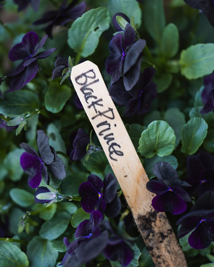 Fiol Black Prince plante med frodige blomster og bladverk