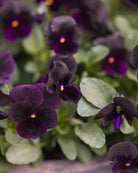 Fiol Black Prince i full blomstring med rike, mørke fiolette blomster