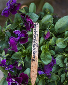 Viola wittrockiana Frizzle Sizzle Raspberry - spiselig fiol med frisk rosa farge