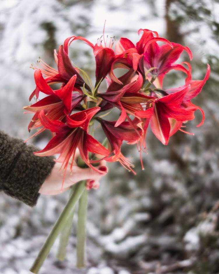 Spideramaryllis Bogota med lange, smale kronblader som bøyer seg bakover, i varme, dempede røde nyanser.