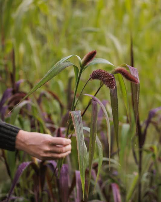 Storbusthirse Red Jewel - røde blomsteraks med dekorativ farge