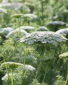 Ammi visnaga Green Mist – tette, kuppelformede blomsterskjermer i grønnhvitt, ettårig sommerblomst ca. 80–100 cm