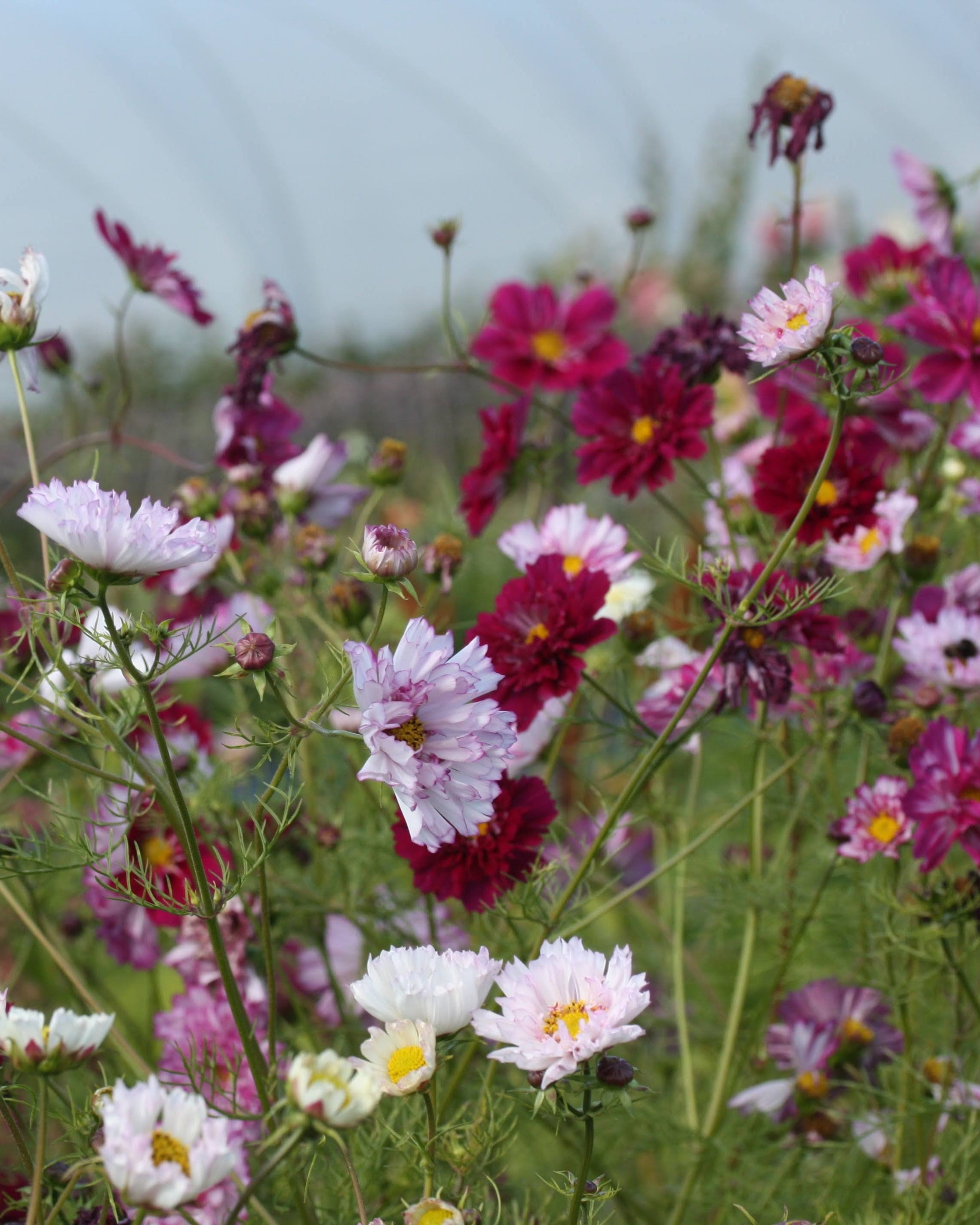 Cosmos Double Click mix rosa og hvite snittblomster