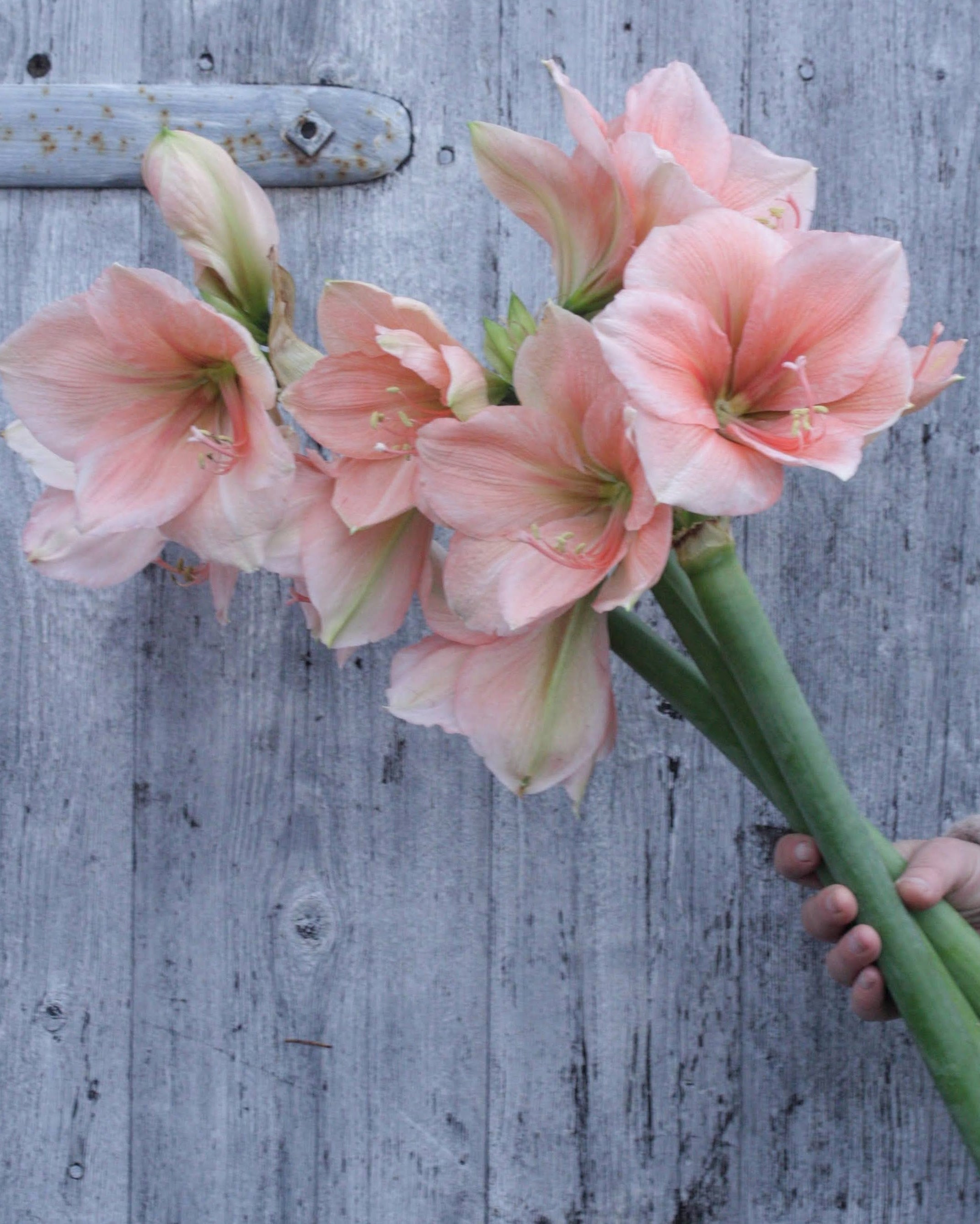 Amaryllis Rilona med store, enkle blomster i en varm ferskenrosa farge.