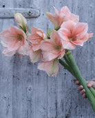 Amaryllis Rilona med store, enkle blomster i en varm ferskenrosa farge.