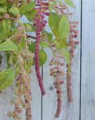 Amarant Mira – hengende blomsterstander i eplegrønt, gammelrosa og burgunder, ettårig amarant ca. 80 cm høy