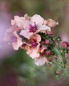 Kongslys Southern Charm – flerårig staude med blomster i gammelrosa, fersken og lavendelrosa med mørk purpurmidte