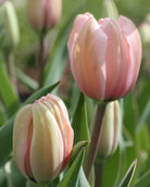 Tulipan Salmon Impression – halvåpen Darwin-tulipan i myk pudderrosa med elegant uttrykk