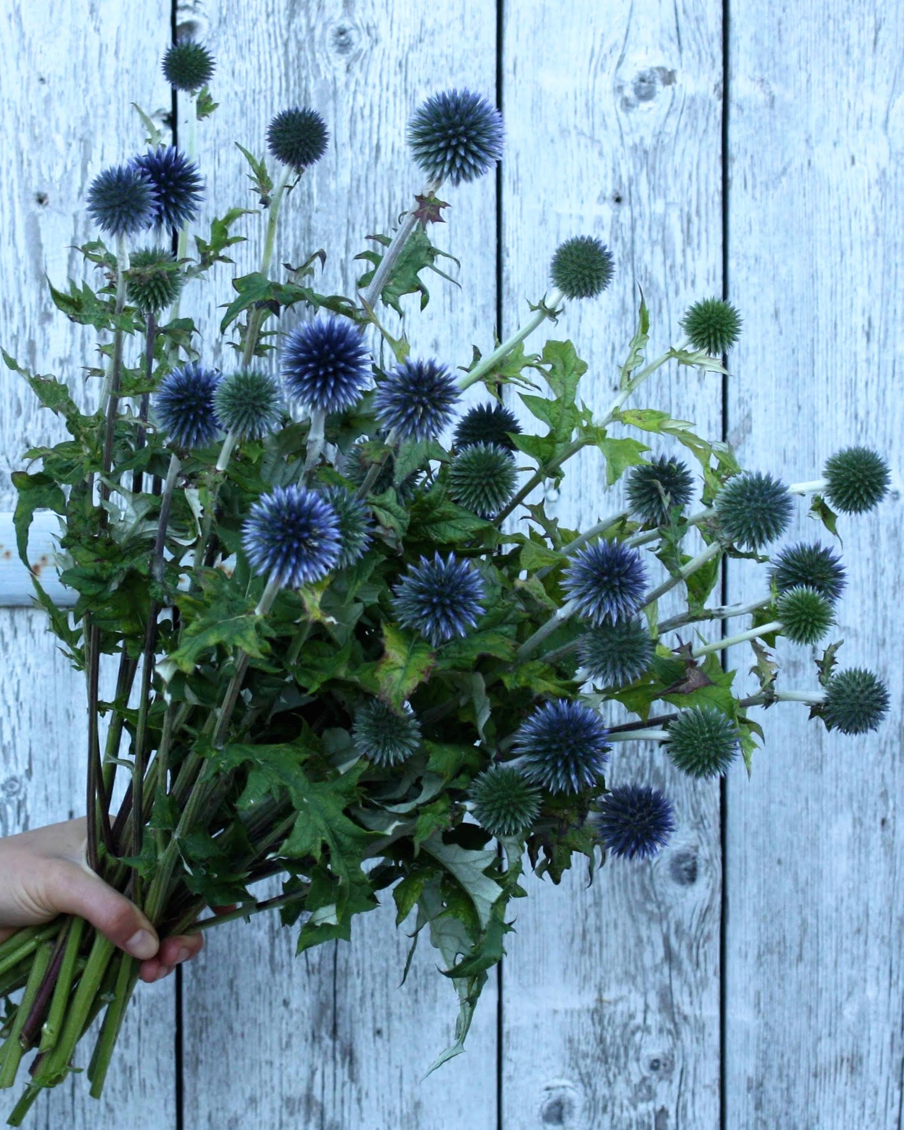 Kuletistel Blue Glow – kulerunde blomster i intens stålblå farge på kraftige stengler, flerårig staude ca. 80–150 cm