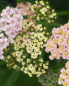 Bakkeryllik Summer Pastels - fargeblanding i hagen