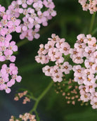 Bakkeryllik Summer Pastels - vekstform