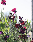 Erteblomst Almost Black klatreplante med rikelig blomstring