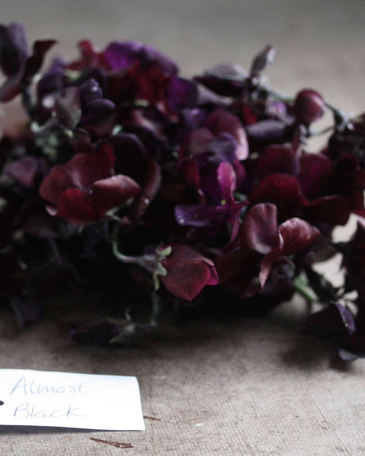 Erteblomst Almost Black som snittblomst i vase