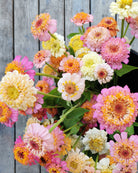 Zinnia Peaches & Cream i varme pastellfarger perfekt til sensommerbuketter