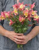 Akeleie Swan Pink Yellow – store blomster i korallrosa og lys gul med fine markeringer, flerårig H8-staude ca. 40–70 cm